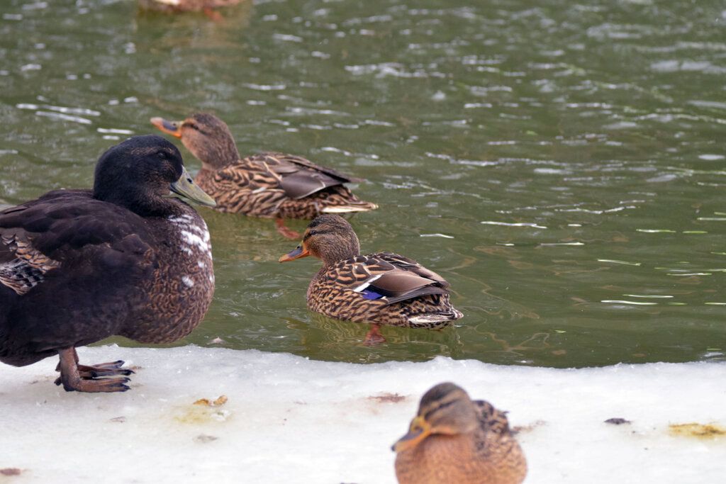 В Твери запечатлели клёстов-еловиков, крякв и огаря