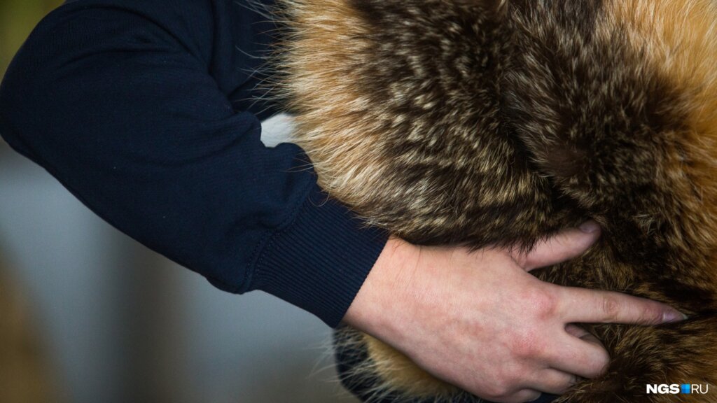 Житель Санкт-Петербурга украл шубу у жительницы Твери