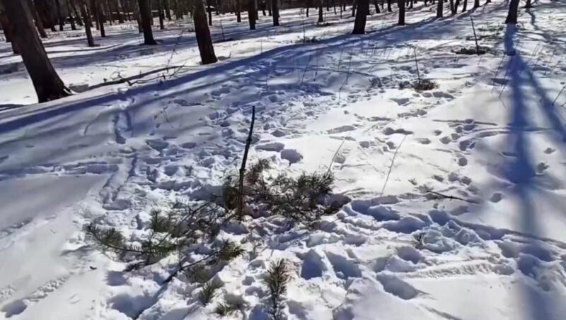 Уничтоженный вандалами "Сад Памяти" будет восстановлен Уничтоженный вандалами "Сад Памяти" будет восстановлен