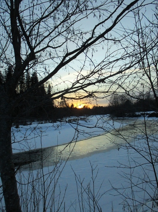 В Тверской области заметили лисицу, белку и глухаря