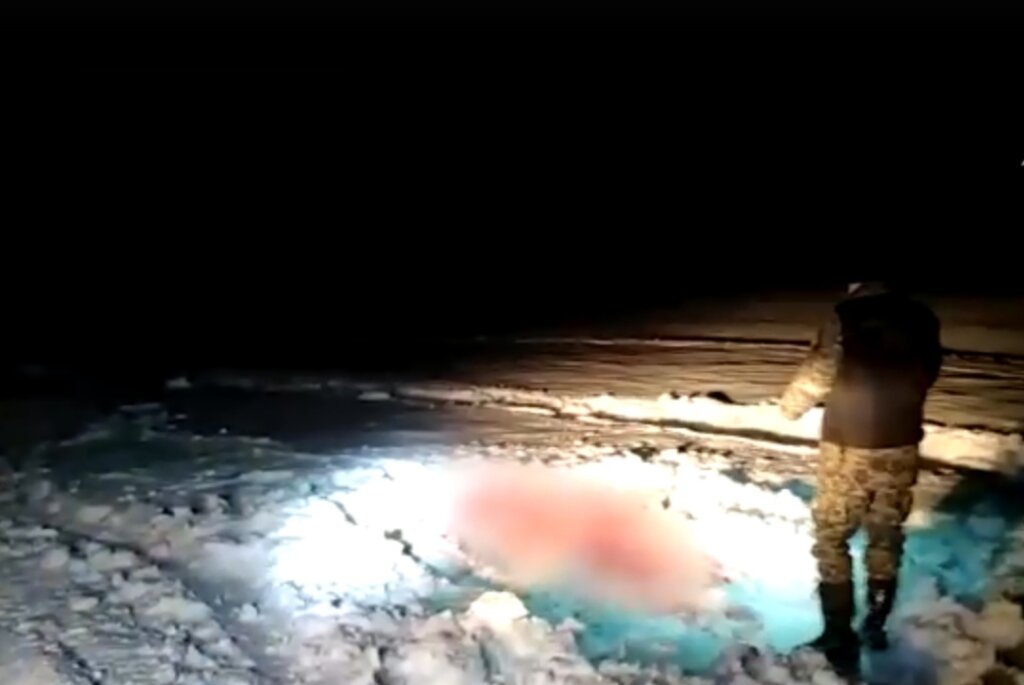 Игорь Руденя взял трагедию с беременной лосихой под личный контроль