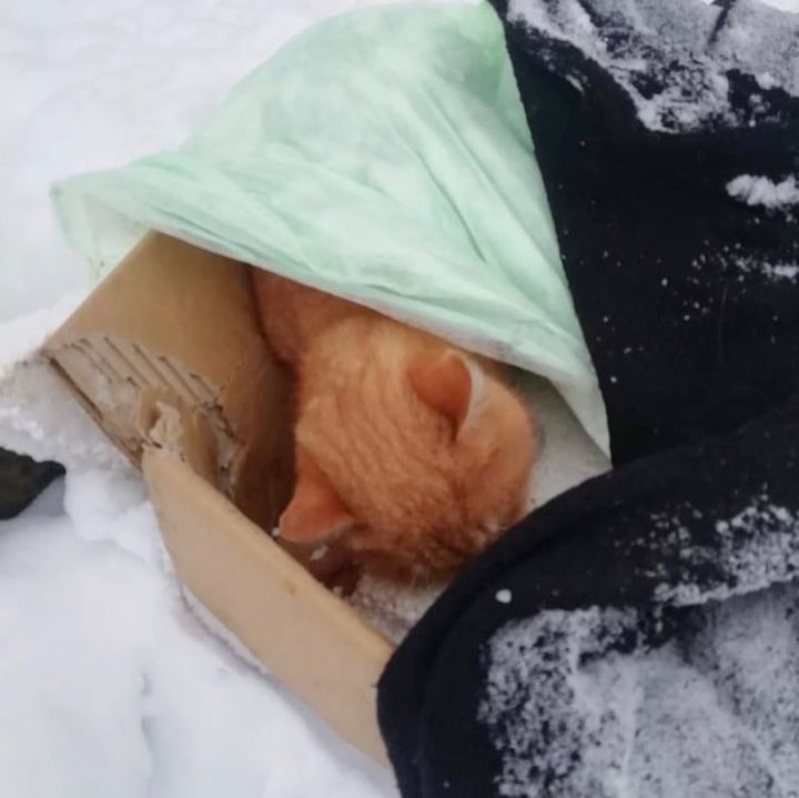 В Твери на людей, расстрелявших кота, завели уголовное дело В Твери на людей, расстрелявших кота, завели уголовное дело