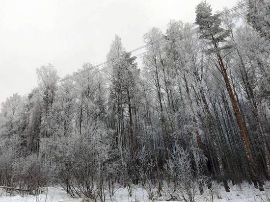 В Тверской области проводятся рейды по проверке лесных участков В Тверской области проводятся рейды по проверке лесных участков