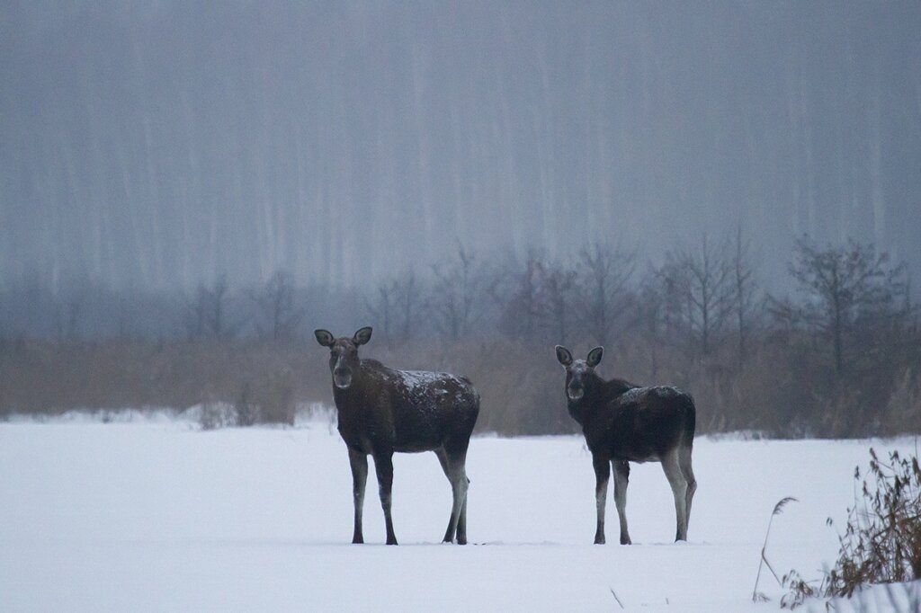 Глава региона прокомментировал ситуацию с убийством беременной лосихи в Тверской области