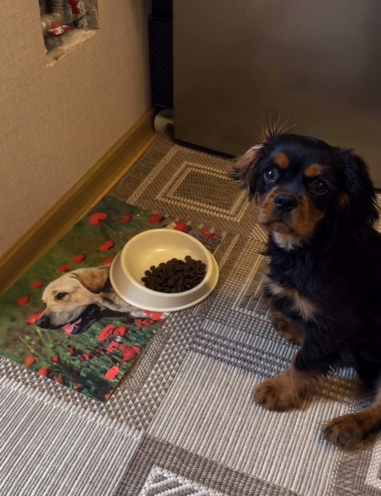 Поводок.Помада: Перезагрузка: скажи мне, что ты ешь, и я скажу, кто ты