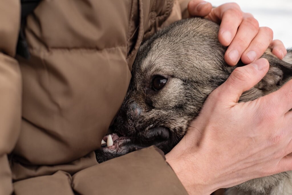 В Твери зоозащитники ищут дом для особенной собаки