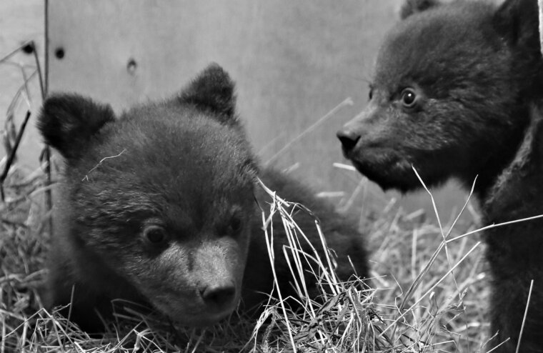 Центр спасения медвежат-сирот показал новых жителей из Карелии