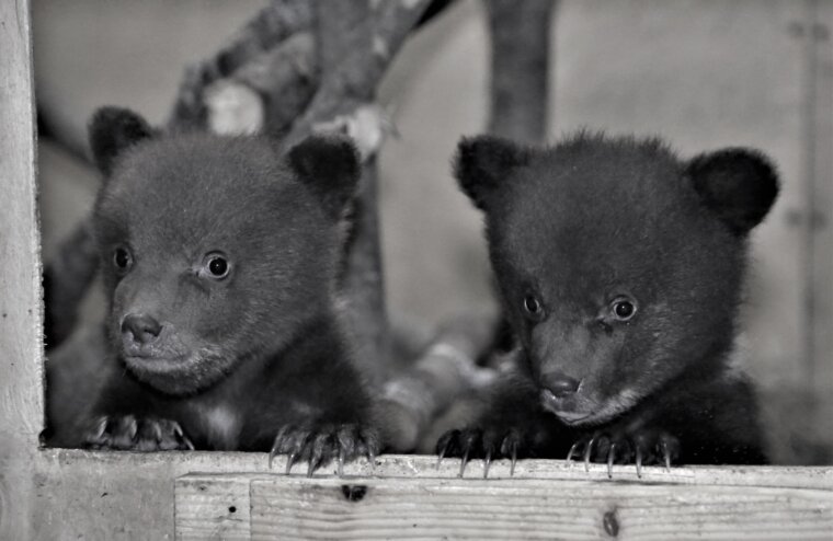 Центр спасения медвежат-сирот показал новых жителей из Карелии
