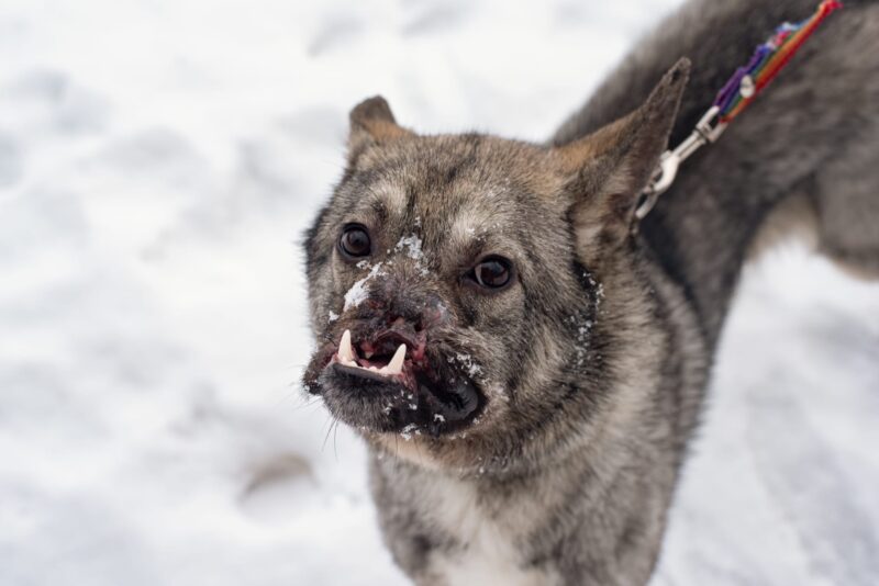 В Твери зоозащитники ищут дом для особенной собаки