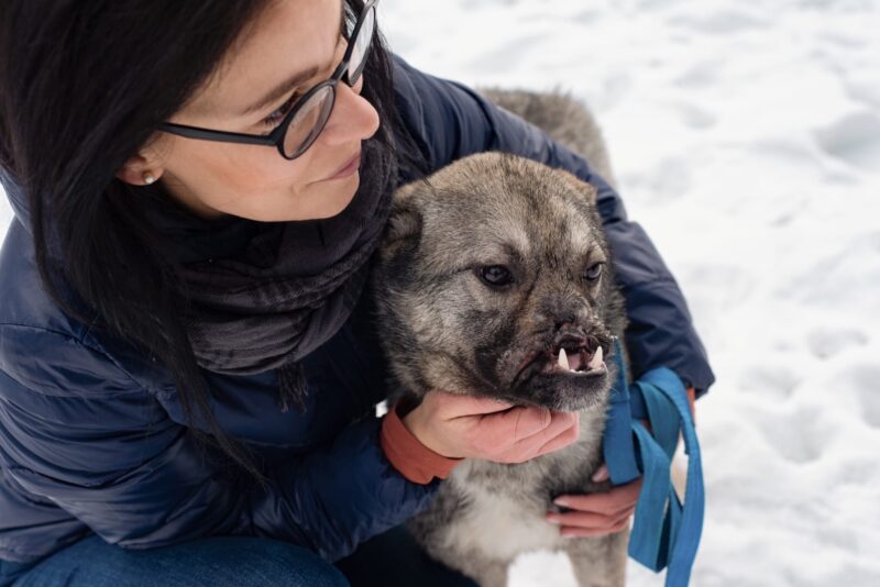 В Твери зоозащитники ищут дом для особенной собаки