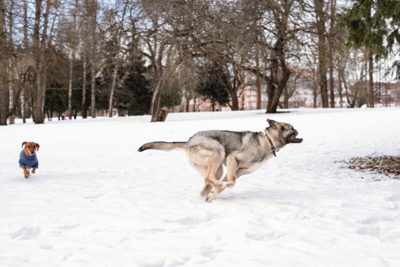 В Твери зоозащитники ищут дом для особенной собаки