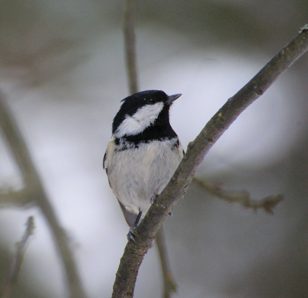 В Твери пройдет квиз к Международному дню птиц В Твери пройдет квиз к Международному дню птиц