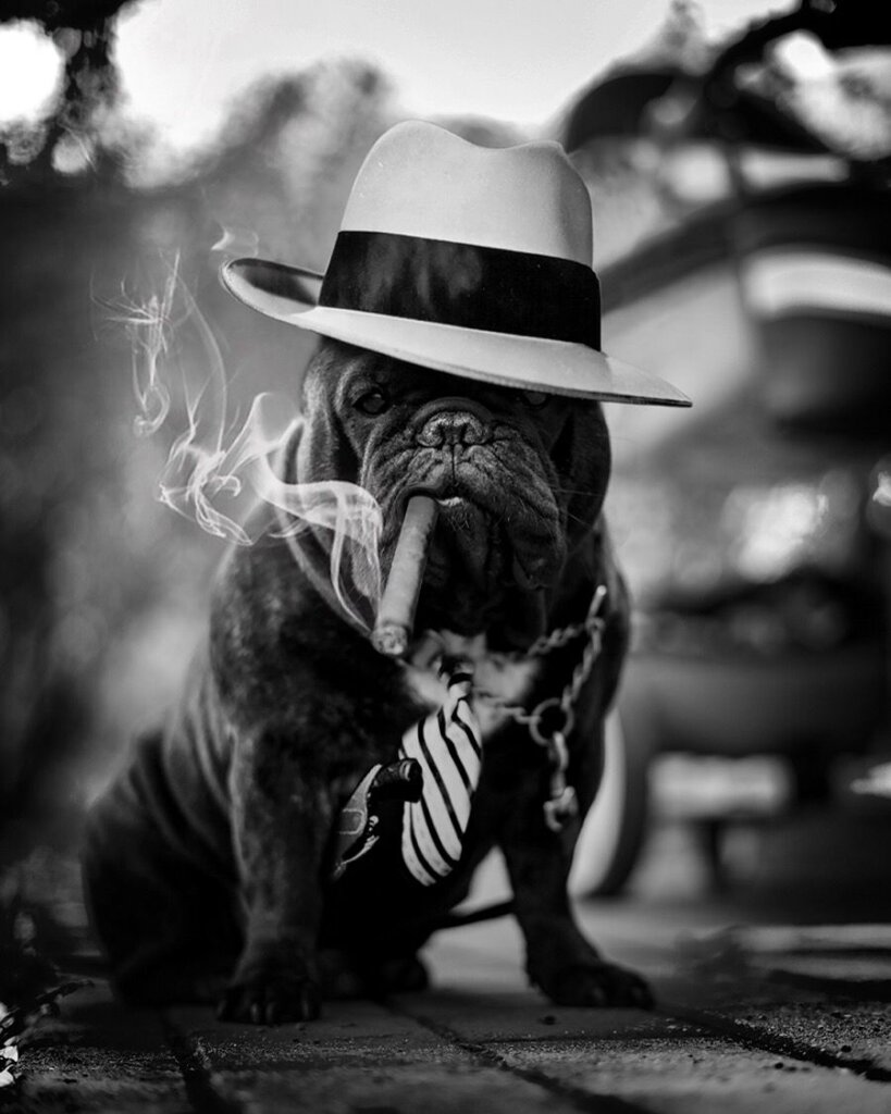 Член армии "Гав" совершил одиночное нападение в Торжке В весенний праздник, 8 марта, произошло нападение члена уже известной армии "Гав" на бабушку с внучкой. По информации СК, четвероногий бандит напал и нанес увечья пожилой женщине с ребенком, когда те гуляли во дворе. Отбиться сразу от него не удалось. В результате нападения пострадавшим потребовалась медицинская помощь. По данному акту вопиющего бандитизма будет проведена доследственная проверка инцидента, благодаря которой дадут правовую оценку действиям ответственных людей.