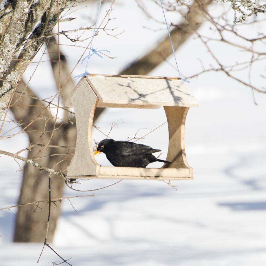 Девиантный дрозд объявился в Нелидовском районе