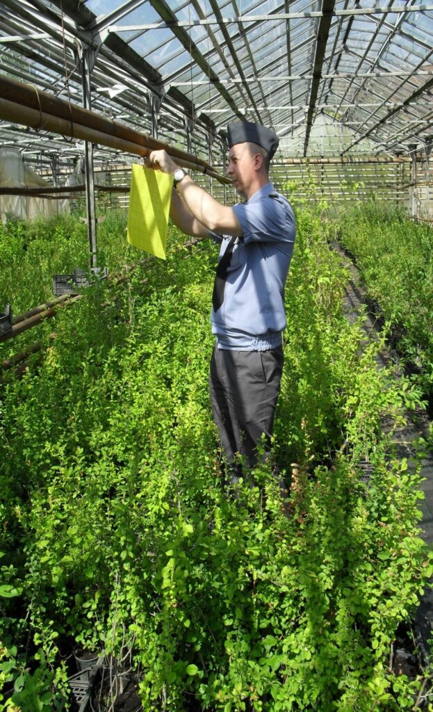 В Тверской области проходит мониторинг карантинных насекомых-вредителей В Тверской области проходит мониторинг карантинных насекомых-вредителей