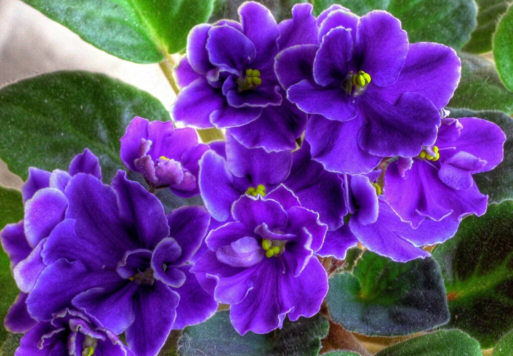 В Ботаническом саду ТвГУ расскажут тонкости выращивания фиалок