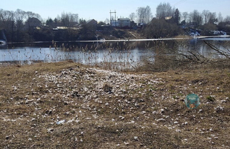 В Тверской области неизвестные жестоко убили стаю уток