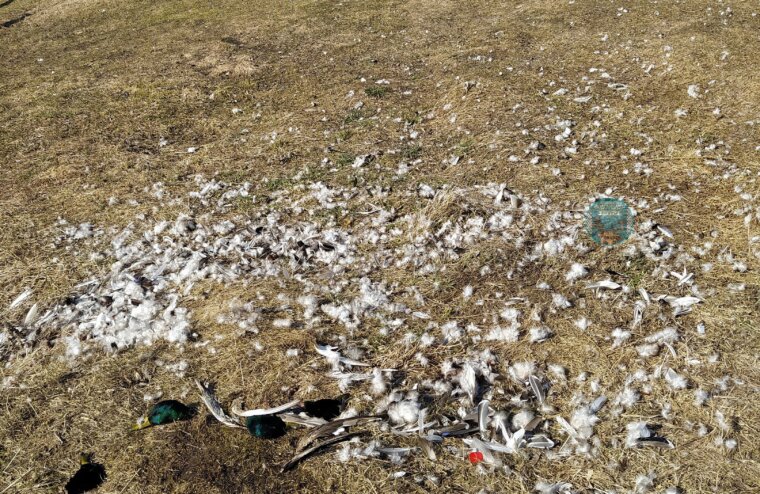 В Тверской области неизвестные жестоко убили стаю уток