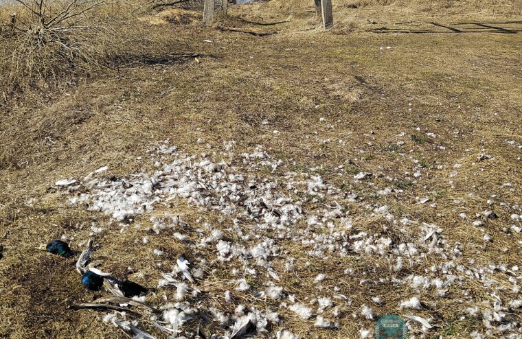 В Тверской области неизвестные жестоко убили стаю уток
