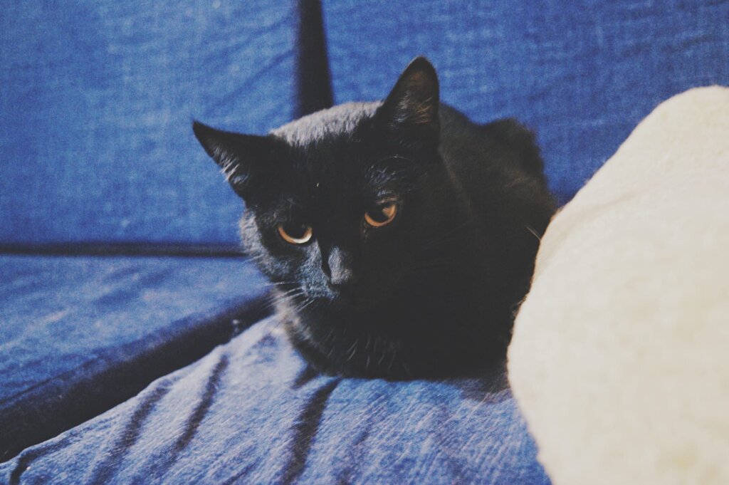 В котокафе "Мур-мяу" пройдет весенний турнир музыкантов В котокафе "Мур-мяу" пройдет весенний турнир музыкантов