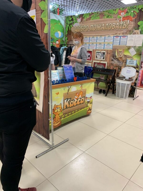 В Твери мошенники обманом заполучили кошек для выставки