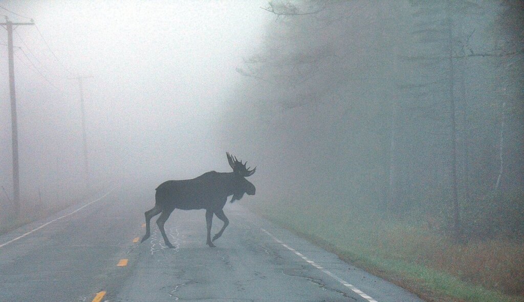 В Тверской области иномарка сбила лося
