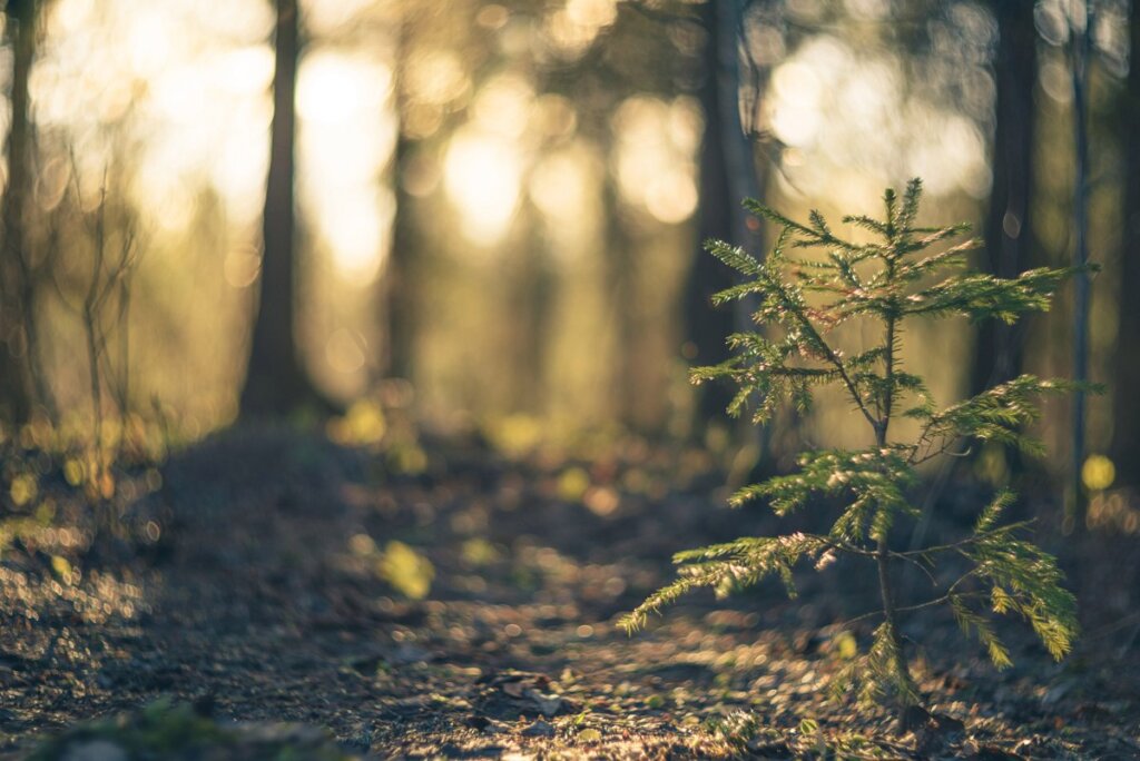 Конкурс рисунков "Лес моими глазами" подвел итоги