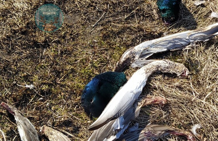 В Тверской области неизвестные жестоко убили стаю уток