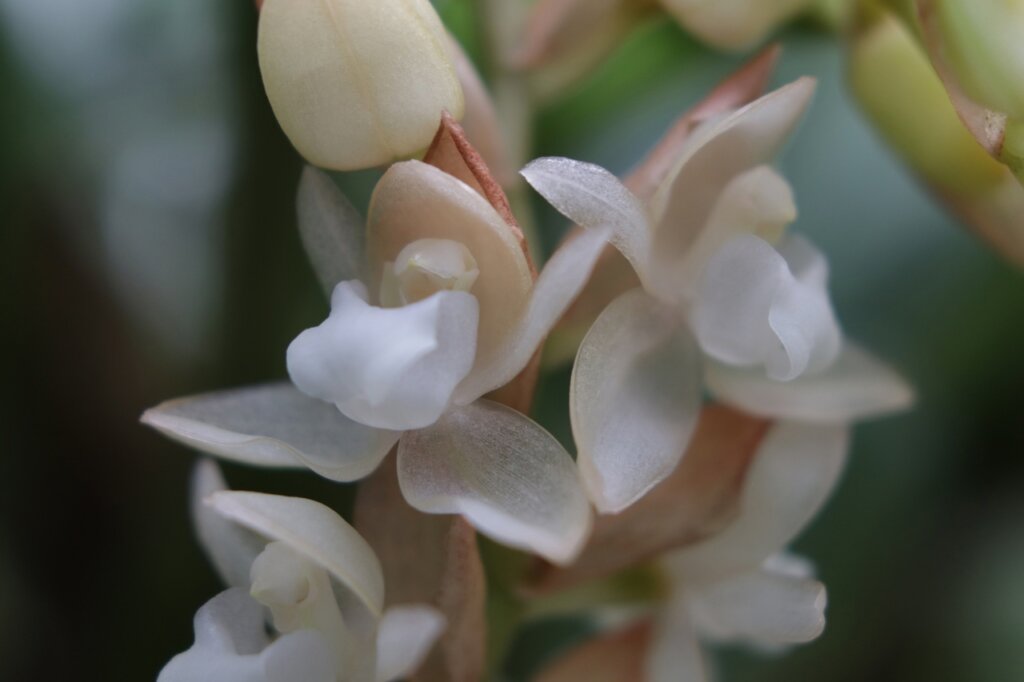 В Тверском ботаническом саду расцвела красавица из льдистого фарфора