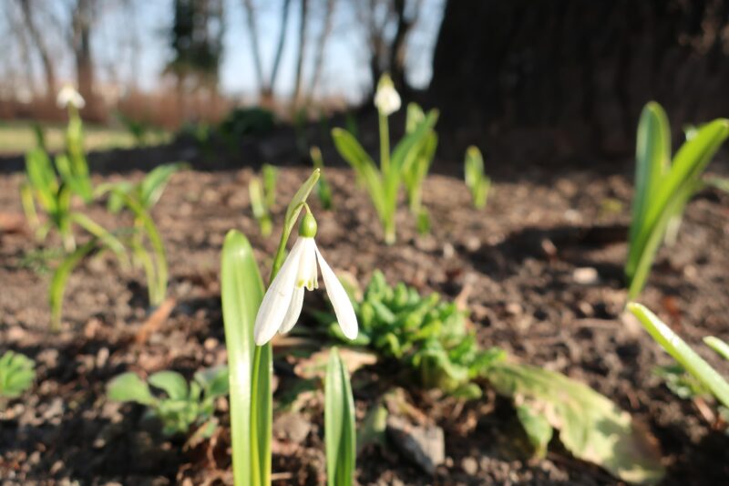 В Твери в дворцовом саду цветы пробудились от зимнего сна