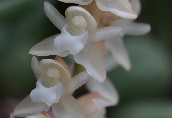 В Тверском ботаническом саду расцвела красавица из льдистого фарфора