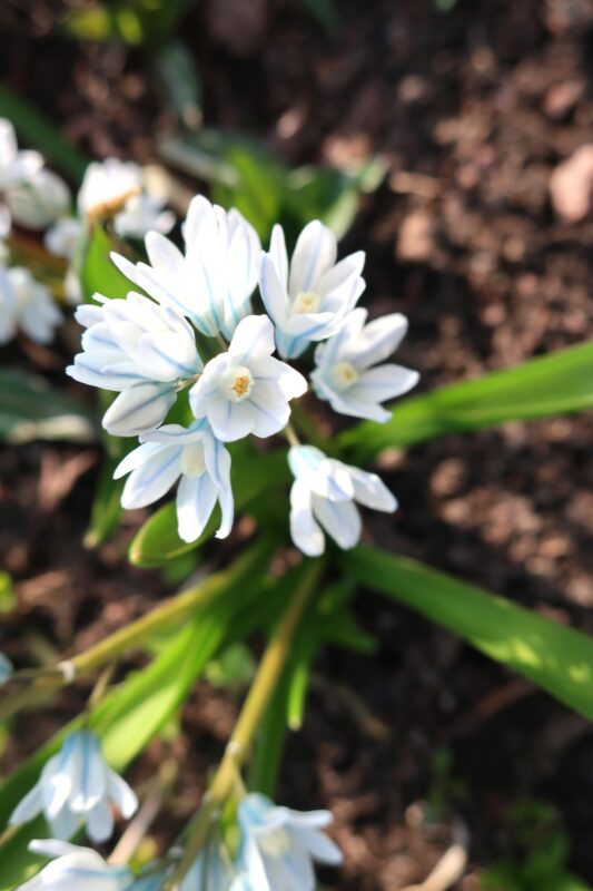 В Твери в дворцовом саду цветы пробудились от зимнего сна