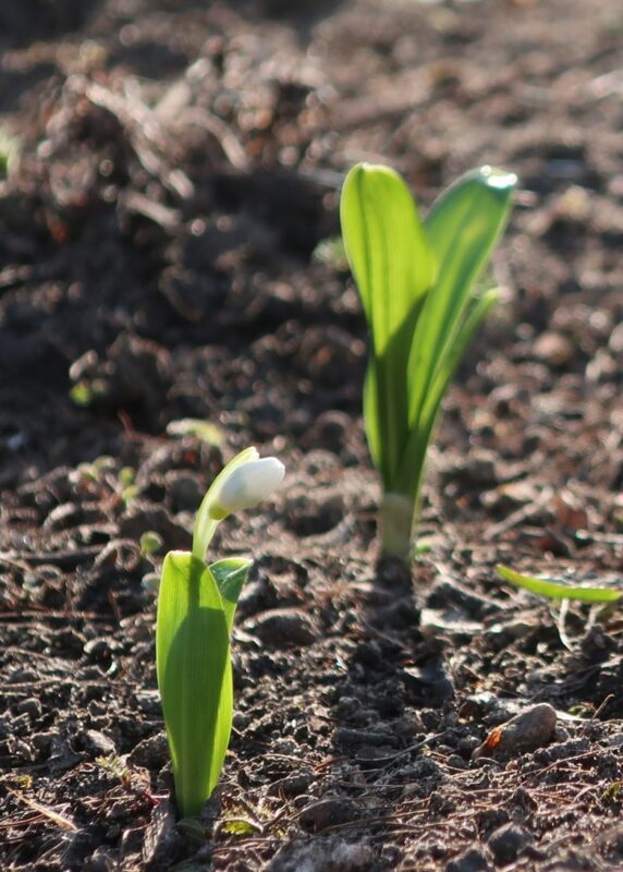 В Твери в дворцовом саду цветы пробудились от зимнего сна