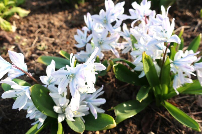 В Твери в дворцовом саду цветы пробудились от зимнего сна