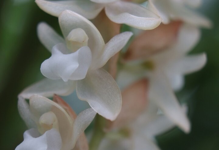 В Тверском ботаническом саду расцвела красавица из льдистого фарфора