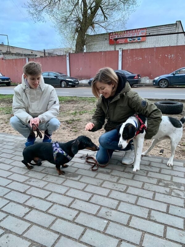 Собака погибшей в ДТП женщины нашла новый дом Собака погибшей в ДТП женщины нашла новый дом