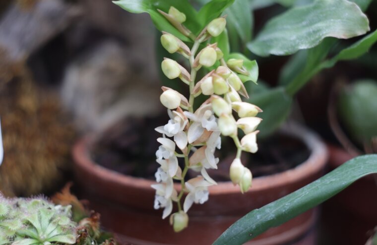 В Тверском ботаническом саду расцвела красавица из льдистого фарфора