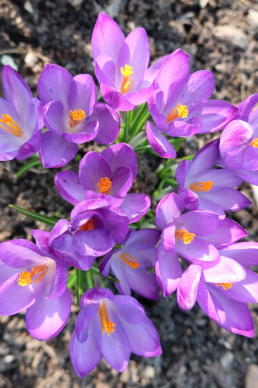 В Твери в дворцовом саду цветы пробудились от зимнего сна