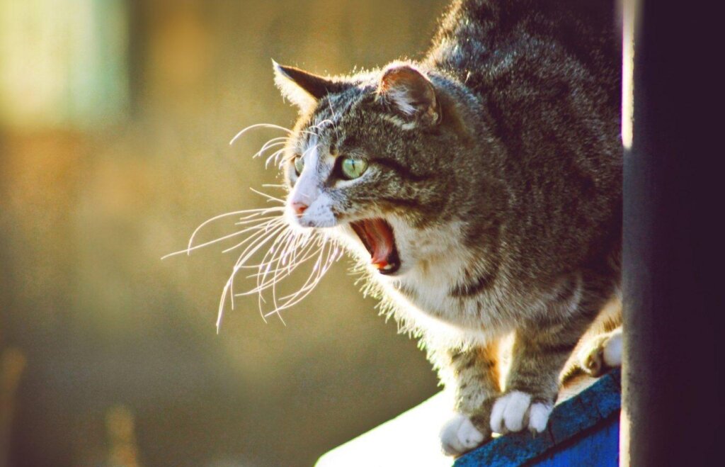 Кот помог обнаружить в квартире мертвую супружескую пару