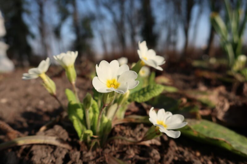 В Твери в дворцовом саду цветы пробудились от зимнего сна