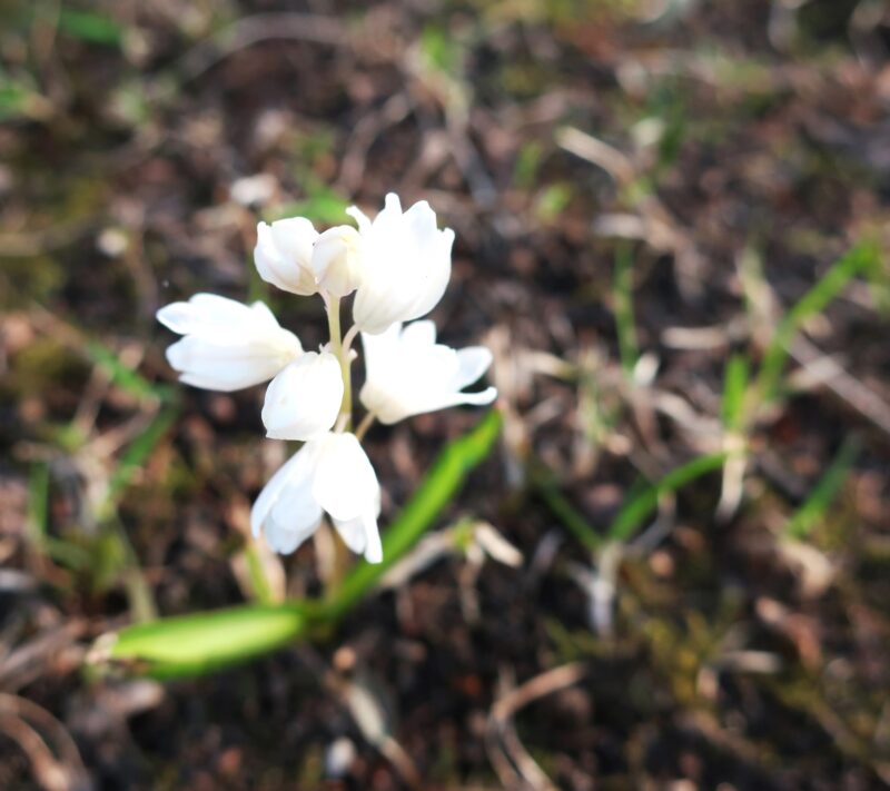 В Твери в дворцовом саду цветы пробудились от зимнего сна