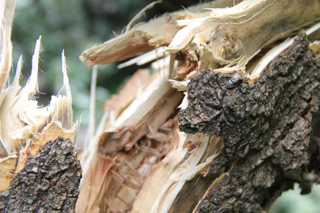 Квадроциклист погиб, протаранив дерево в Тверской области