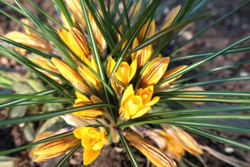 В Твери в дворцовом саду цветы пробудились от зимнего сна