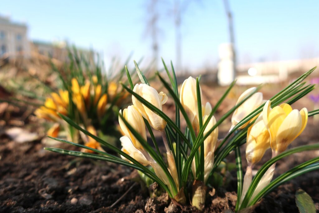 В Твери в дворцовом саду цветы пробудились от зимнего сна