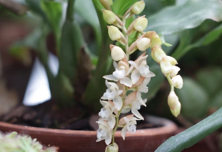 В Тверском ботаническом саду расцвела красавица из льдистого фарфора