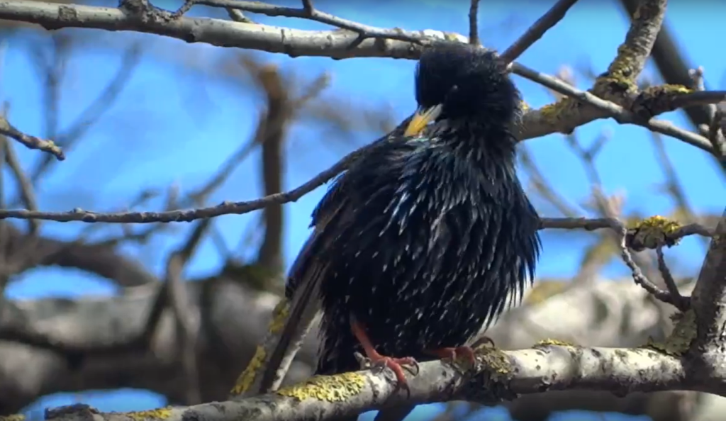 В Тверской Ботанический сад прилетели скворцы. Видео