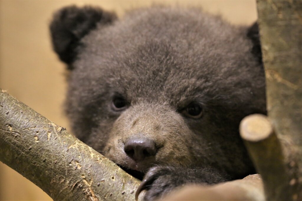 В Тверскую область из Костромы привезли трех медвежат Из Костромской в Тверскую прибыла троица медвежат