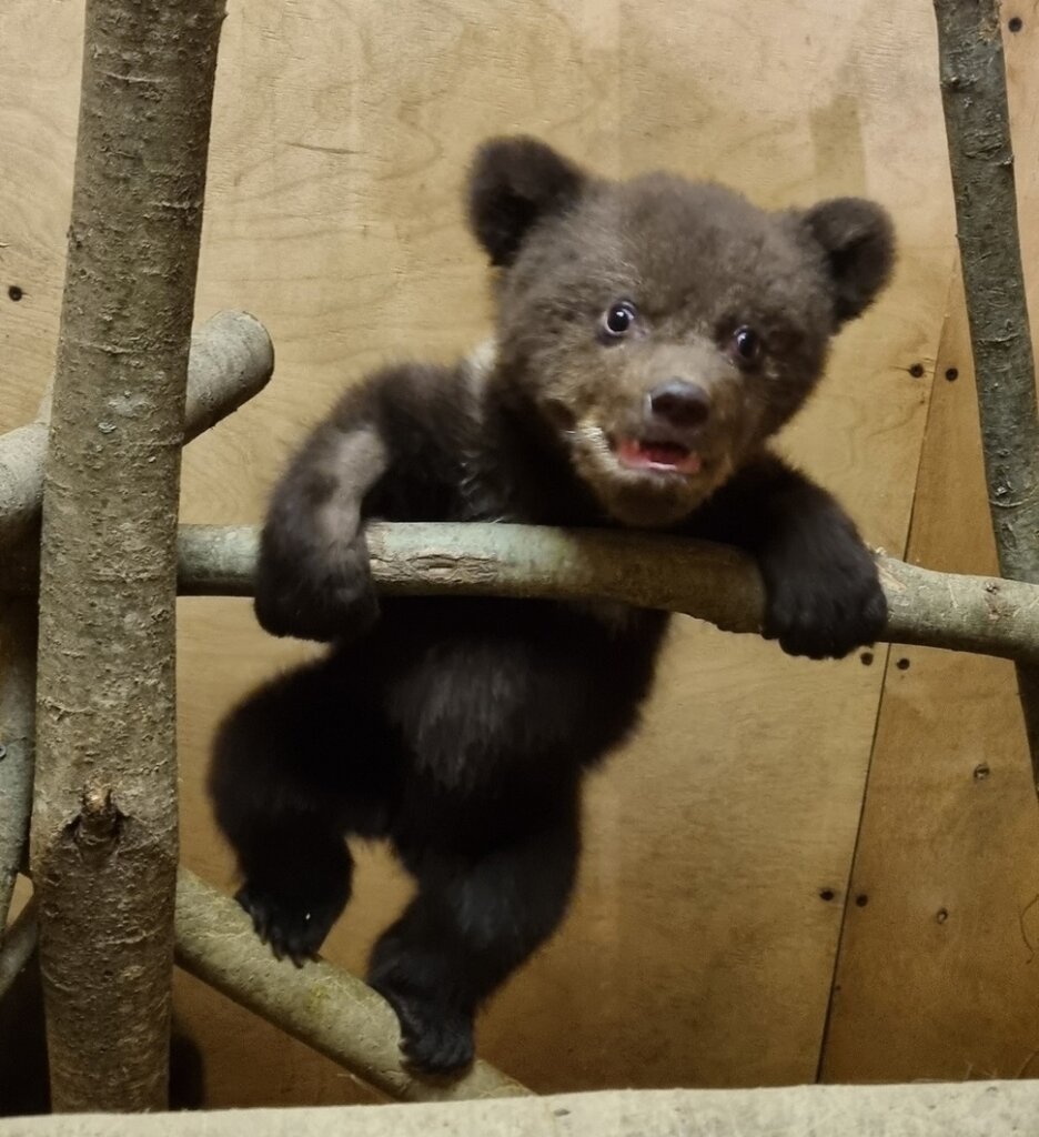Тверские биологи помогают карельским медвежатам пойти на поправку