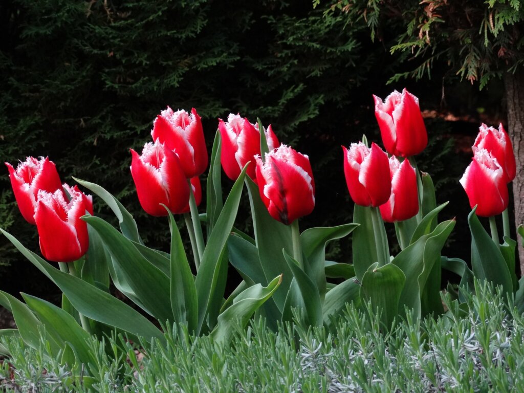 В Саду Души пройдет семейный праздник "Бал тюльпанов 2021" В Саду Души пройдет семейный праздник "Бал тюльпанов 2021"