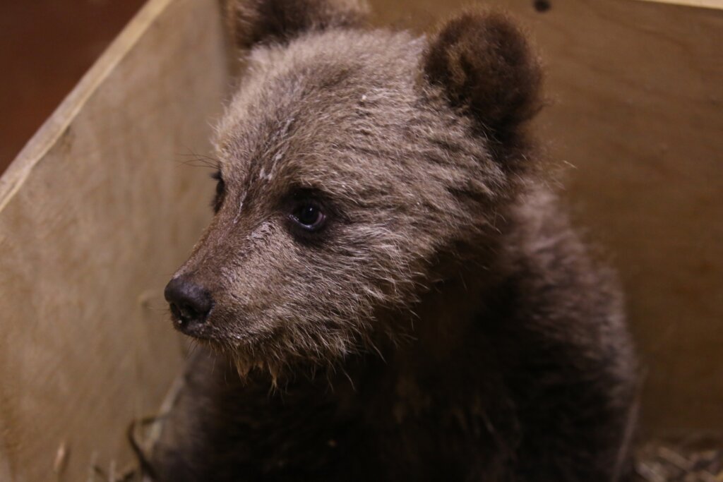 В Центре спасения медвежат-сирот появилась новая жительница